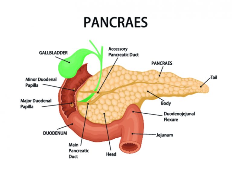 Строение поджелудочной железы человека фото с описанием